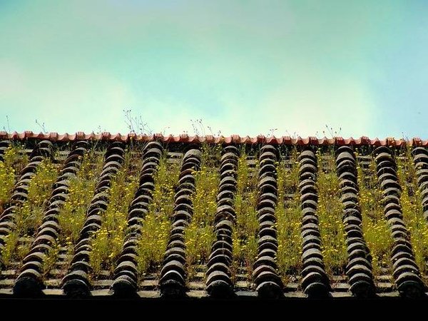 Les avantages d'une toiture végétalisée pour votre habitation et l'environnement